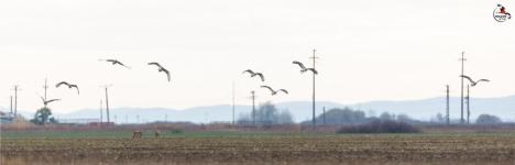 Premieră în România: O linie electrică aeriană din Bihor a fost îngropată, pentru salvarea dropiilor, păsări amenințate cu dispariția (FOTO)