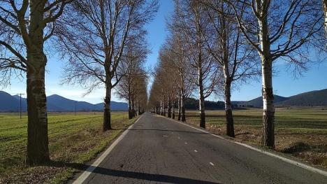 Pe marginile șoselelor naționale din Bihor vor fi plantați copaci și arbuști