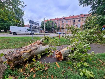 Imaginile dezastrului în Oradea: vezi ce a lăsat în urmă furtuna de marți! (FOTO/VIDEO)
