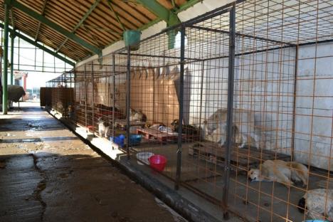 Adăpostul "Grivei" va fi deschis la 1 februarie, dar adopţiile au restricţii (FOTO)