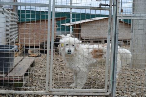 Adăpostul pentru câini fără stăpân "Grivei" s-a schimbat la faţă, după investiţii de peste 60.000 lei (FOTO)