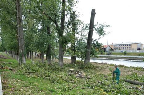 Ciopârţire în masă! ADP a retezat plopii din Ştrandul Municipal la 14 metri, la cât au ajuns drujbele RER Ecologic