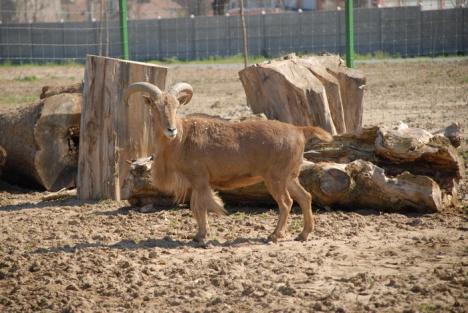 Primele animale noi la Zoo au sosit din Nyiregyhaza (FOTO)