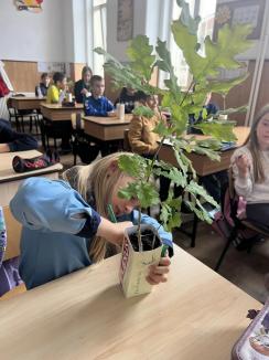Stejar în dar: Peste 250 de elevi din Oradea au primit câte un puiet de stejar, ca să-l planteze și să-l vadă crescând (FOTO)