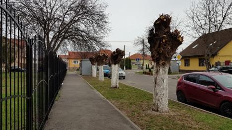 “Masacru” verde lângă eco-şcoala Avram Iancu din Oradea: Zeci de copaci au fost lăsaţi fără crengi (FOTO)
