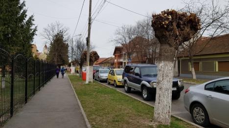 “Masacru” verde lângă eco-şcoala Avram Iancu din Oradea: Zeci de copaci au fost lăsaţi fără crengi (FOTO)
