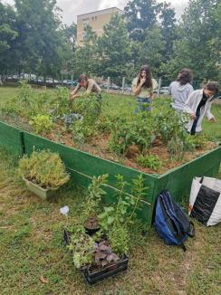 Au învățat grădinărind: Elevii unei școli din Oradea au descoperit permacultura (FOTO)