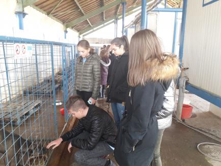 Elevi de la Școala Nicolae Bălcescu, în vizită la Adăpostul Grivei (FOTO)
