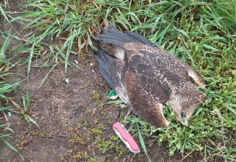 Continuă otrăvirea păsărilor la Salonta: un erete de stuf, specie protejată, găsit mort lângă niște ouă suspecte (FOTO)