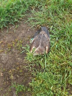 Continuă otrăvirea păsărilor la Salonta: un erete de stuf, specie protejată, găsit mort lângă niște ouă suspecte (FOTO)