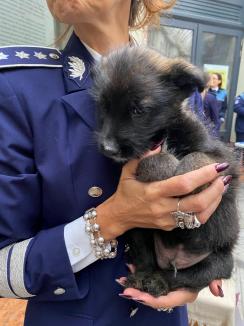 Trei căţeluşi salvaţi în misiuni de poliţişti şi-au găsit stăpâni în doar o oră, în centrul Oradiei (FOTO)