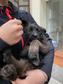 Trei căţeluşi salvaţi în misiuni de poliţişti şi-au găsit stăpâni în doar o oră, în centrul Oradiei (FOTO)