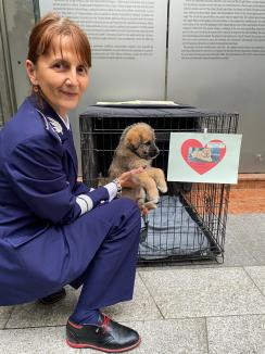 Trei căţeluşi salvaţi în misiuni de poliţişti şi-au găsit stăpâni în doar o oră, în centrul Oradiei (FOTO)