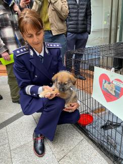 Trei căţeluşi salvaţi în misiuni de poliţişti şi-au găsit stăpâni în doar o oră, în centrul Oradiei (FOTO)