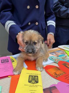 Trei căţeluşi salvaţi în misiuni de poliţişti şi-au găsit stăpâni în doar o oră, în centrul Oradiei (FOTO)