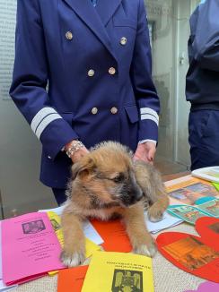 Trei căţeluşi salvaţi în misiuni de poliţişti şi-au găsit stăpâni în doar o oră, în centrul Oradiei (FOTO)