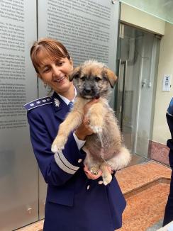 Trei căţeluşi salvaţi în misiuni de poliţişti şi-au găsit stăpâni în doar o oră, în centrul Oradiei (FOTO)