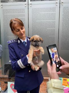 Trei căţeluşi salvaţi în misiuni de poliţişti şi-au găsit stăpâni în doar o oră, în centrul Oradiei (FOTO)