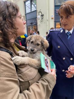 Trei căţeluşi salvaţi în misiuni de poliţişti şi-au găsit stăpâni în doar o oră, în centrul Oradiei (FOTO)