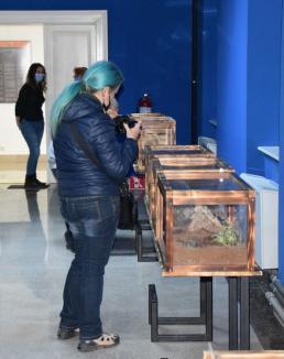 Expoziție cu peste 50 de tarantule vii, la Muzeul Țării Crișurilor (FOTO)