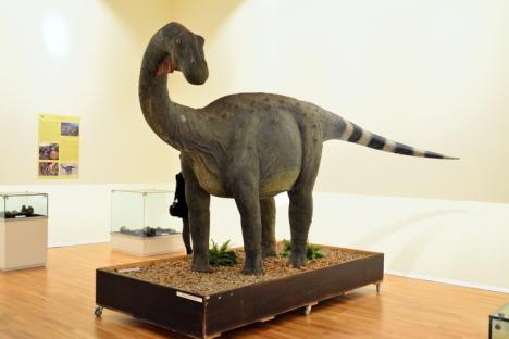 Invitaţie la Muzeu: Ultimii dinozauri din Transilvania, expuşi la Oradea (FOTO)