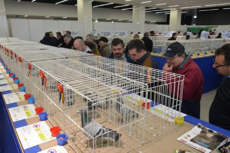 Oameni şi păsări: Expoziţia Naţională de Columbofilie de la Oradea a adunat în prima zi peste 1000 de pasionaţi şi curioşi (FOTO)