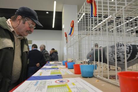 Oameni şi păsări: Expoziţia Naţională de Columbofilie de la Oradea a adunat în prima zi peste 1000 de pasionaţi şi curioşi (FOTO)
