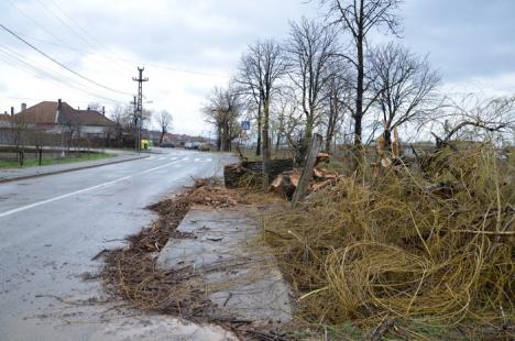 Furtuna a răsturnat trei copaci, dintre care unul pe o maşină (FOTO)