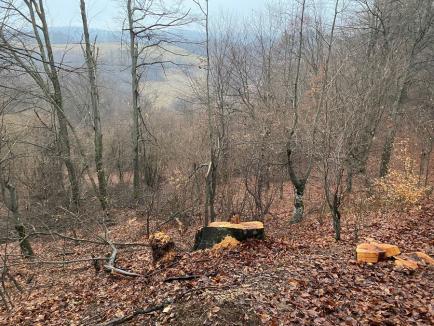 'Moşneag' sacrificat: Un arbore secular dintr-o arie protejată din Bihor a fost tăiat ilegal şi apoi abandonat (FOTO)