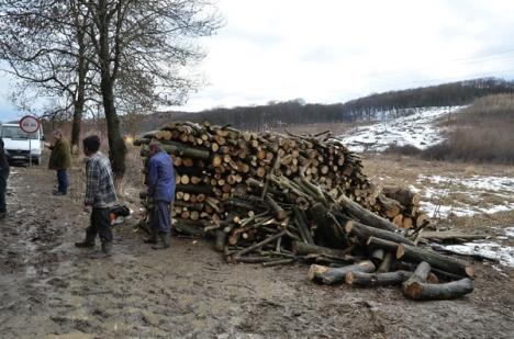 Defrişare pe lege: Ecologiştii acuză tăieri masive în pădurea de la Hidişel (FOTO)