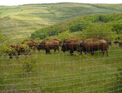 Atac cu Furadan la ferma de bizoni din Salonta: 12 animale au murit, poliţia caută autorii 