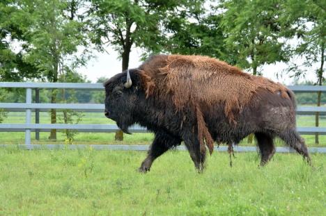 Cum arată cea mai mare fermă de bizoni din Europa de la marginea Salontei. A costat până acum peste 20 milioane de euro (FOTO / VIDEO)