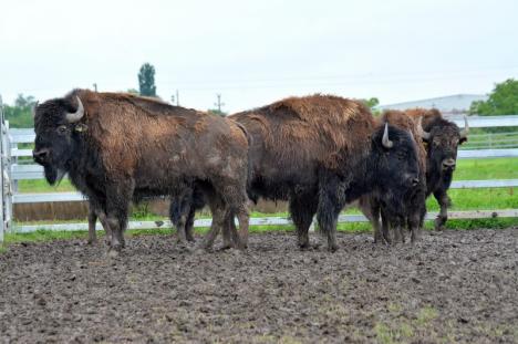 Cum arată cea mai mare fermă de bizoni din Europa de la marginea Salontei. A costat până acum peste 20 milioane de euro (FOTO / VIDEO)