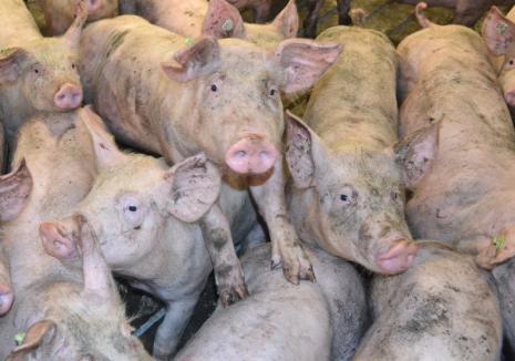 Pesta porcină face ravagii în România: Sunt suspiciuni la a doua fermă ca mărime din Europa, unde sunt 140.000 de porci!
