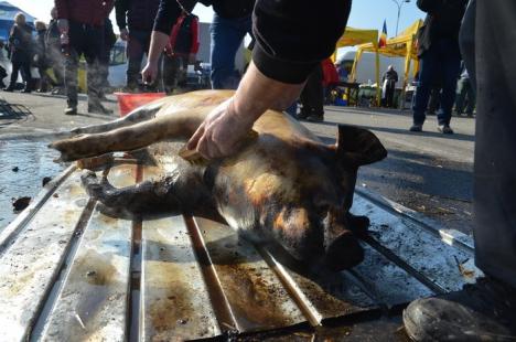 Primari la cratiţă: Edili din tot Bihorul se întrec în preparatul porcului, la ERA Park (FOTO / VIDEO)