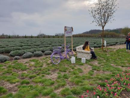 Festivalul primăverii, în Bihor: 20.000 de lalele, multă culoare și muzică bună, la Lavender Farm (FOTO / VIDEO)