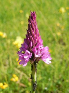 Flori de neuitat: Iubitorii de natură şi mai ales ai florilor pot admira specii rare de plante în rezervaţiile din Bihor (FOTO)