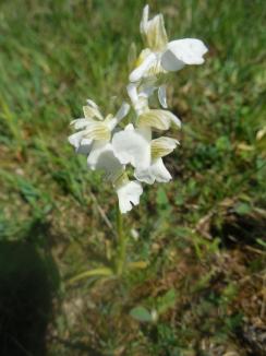 Flori de neuitat: Iubitorii de natură şi mai ales ai florilor pot admira specii rare de plante în rezervaţiile din Bihor (FOTO)