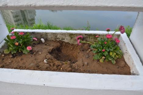 Faleze furate: Florile plantate de voluntari pe malul Crişului încep să dispară (FOTO)
