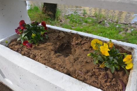 Faleze furate: Florile plantate de voluntari pe malul Crişului încep să dispară (FOTO)