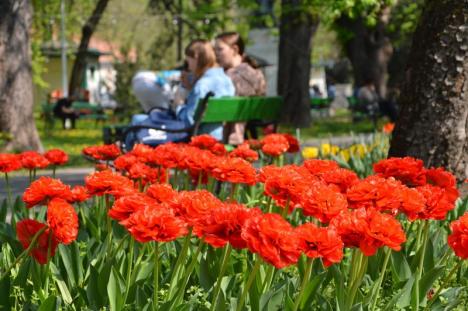 Grădină spectaculoasă, în mijlocul oraşului. Parcul Libertăţii e plin de flori! (FOTO)
