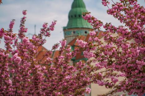 FOTO: Spectacolul culorii în Oradea. Au înflorit cireșii japonezi din Piața Unirii