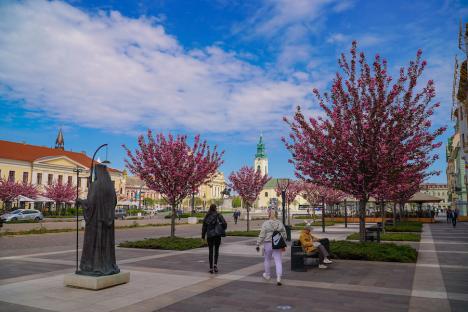 FOTO: Spectacolul culorii în Oradea. Au înflorit cireșii japonezi din Piața Unirii