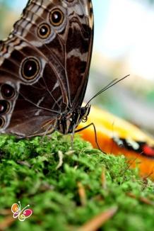 Super expoziție de fluturi tropicali vii, la ERA Park Oradea. Intrare gratuită! (FOTO)
