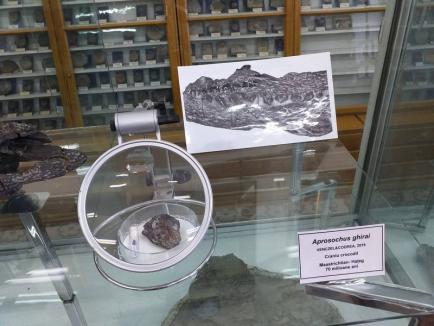 Fosilele unui crocodil dispărut în Cretacic, descoperite de un orădean şi un clujean, în Bazinul Haţeg (FOTO)
