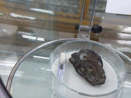 Fosilele unui crocodil dispărut în Cretacic, descoperite de un orădean şi un clujean, în Bazinul Haţeg (FOTO)
