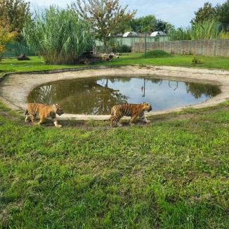 FOTO: Ziua părinților adoptivi la Zoo Oradea
