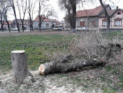 Au minţit: Defrişările din Parcul Bălcescu nu au avizul APM Bihor! Garda de Mediu a sistat orice tăiere (FOTO)