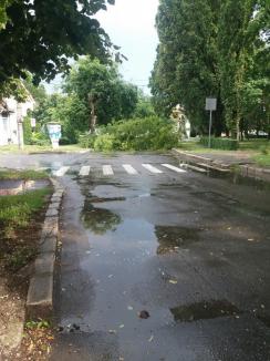 Furtună în Oradea: Trei copaci au fost doborâţi de vânt, unul a căzut peste două maşini (FOTO/VIDEO)