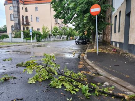 Oradea devastată de furtună: Trafic blocat în aproape tot orașul, copaci scoși din rădăcini, acoperișuri luate de vânt (FOTO/VIDEO)